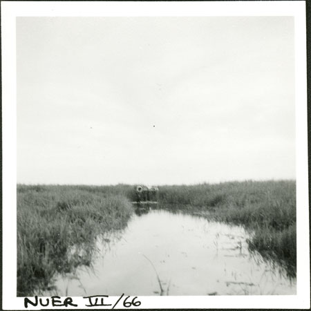 Nuer swamp