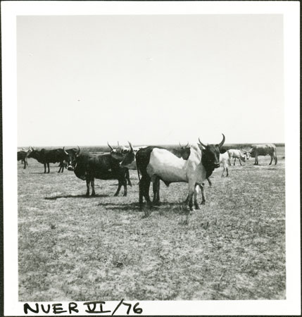 Nuer cattle grazing