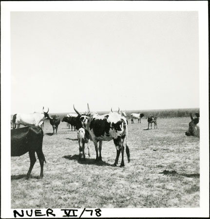 Nuer cattle grazing