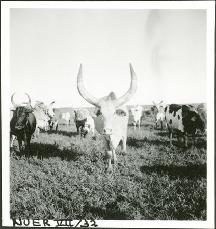 Cattle in wooded Nuerland