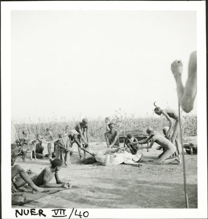 Nuer fertility ceremony 