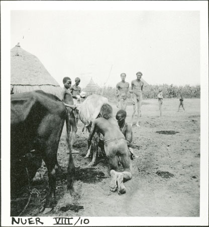 Treating Nuer cow