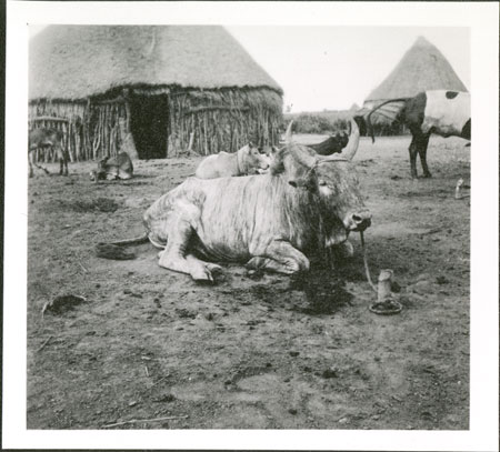 Nuer cattle markings