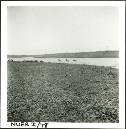 Nuer swamp with Pelicans