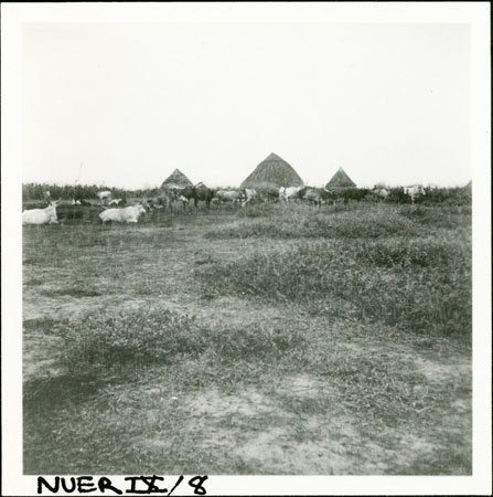 Nuer homestead