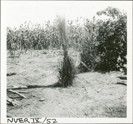 Nuer grass shrine