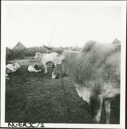 Nuer cattle