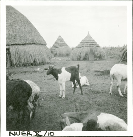 Nuer goats in kraal