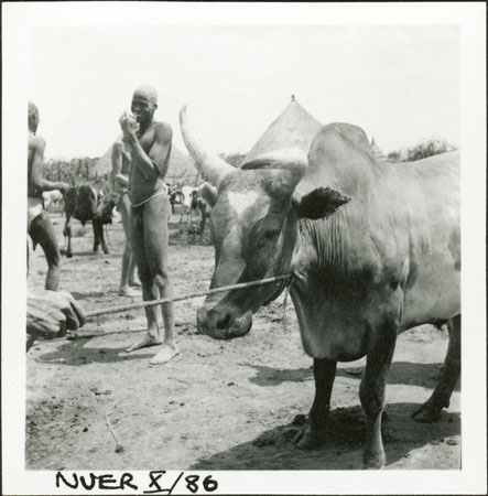 Nuer ox