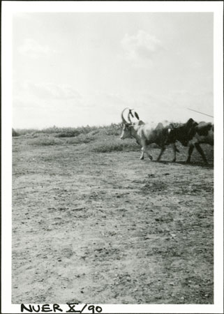 Nuer marriage-ox