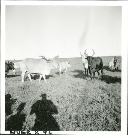 Nuer cattle 