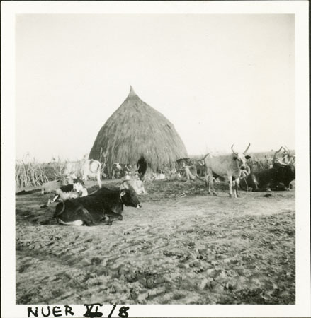 Nuer kraal