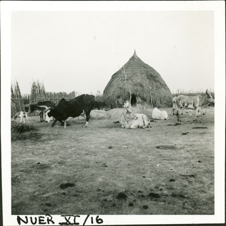 Nuer household shrine