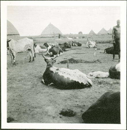 Nuer cattle markings