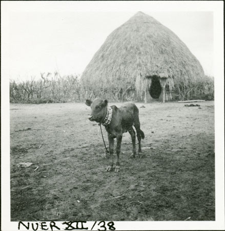 Nuer calf and byre