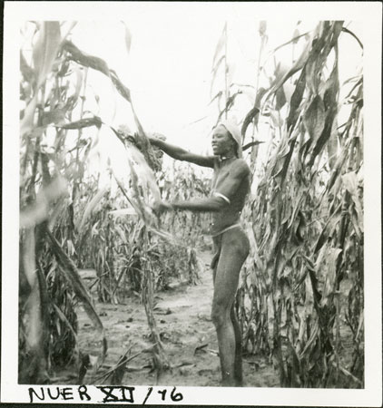 Nuer youth cutting millet 