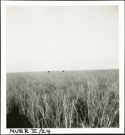 Ostriches in western Nuerland