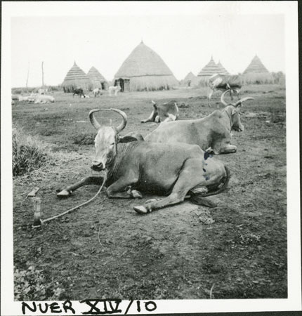 Nuer kraal