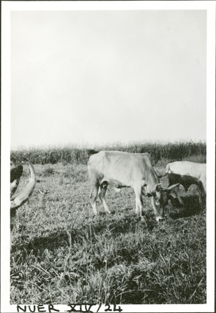 Nuer cattle