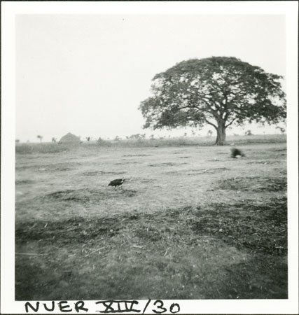 Birdlife in Nuerland