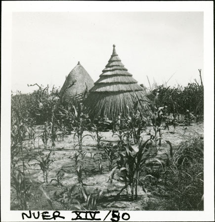 Nuer huts and garden