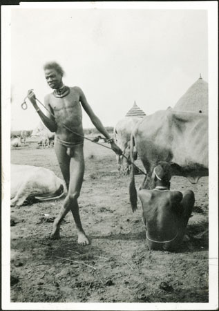 Nuer man holding a restless cow