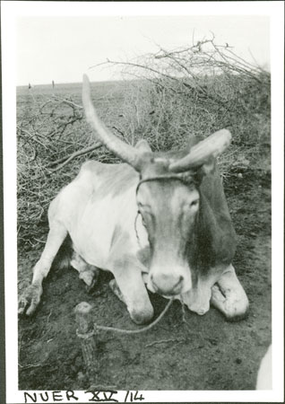 Nuer ox with trained horn