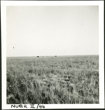 Ostriches in western Nuerland