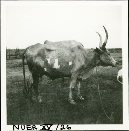 Nuer ox