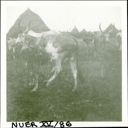 Nuer kraal