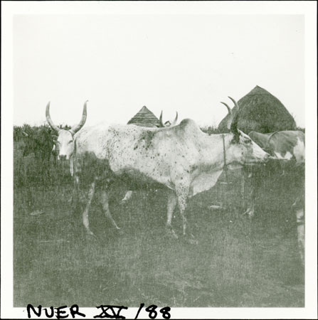 Nuer kraal