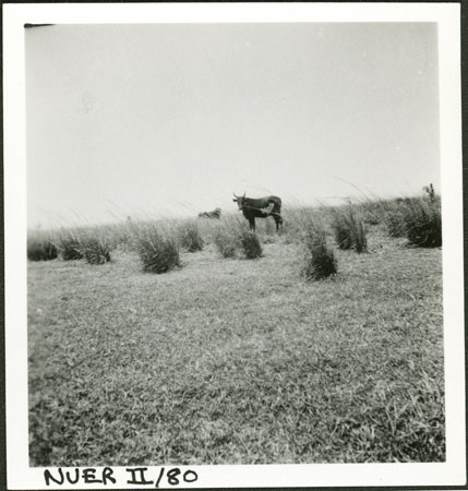 Nuer cattle