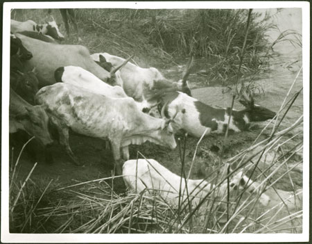 Mandari cattle crossing the Nile