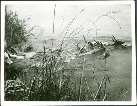 Mandari cattle crossing the Nile