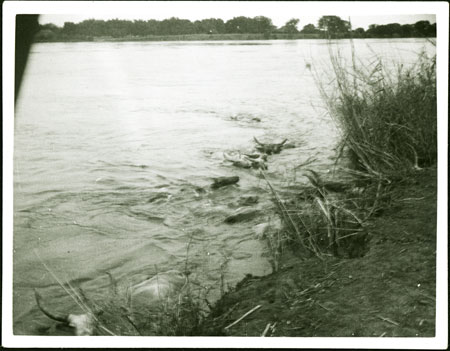 Mandari cattle crossing the Nile