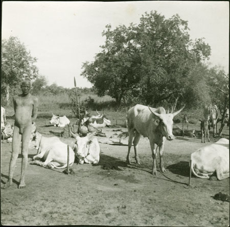 Mandari cattle camp