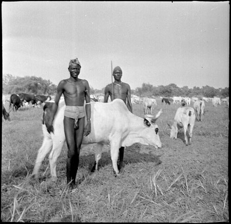 Mandari youth with display ox