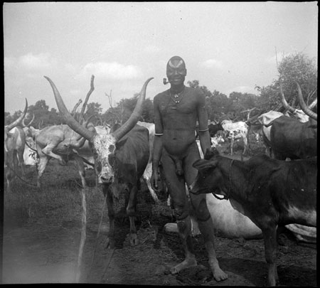 Mandari Kbora man with display ox