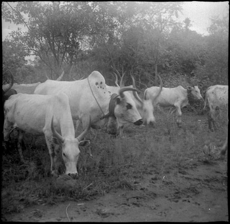 Mandari Kbora herd