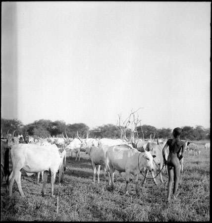 Mandari Kbora herd