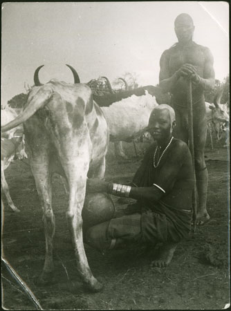 Mandari cow being milked