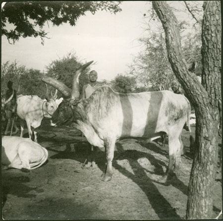 Mandari youth with display ox