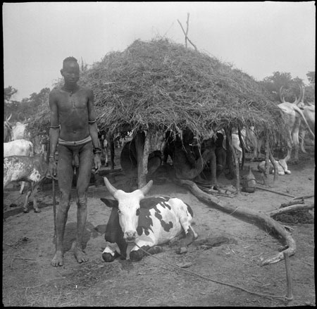 Mandari youth with display ox