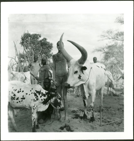 Mandari youths with display ox