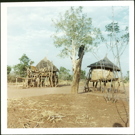 Lightning-struck tree in Mandari homestead