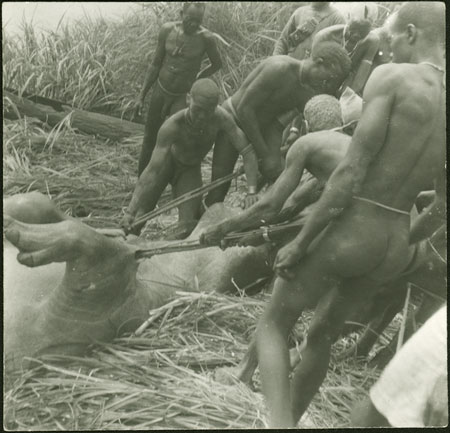 Mandari Kbora men landing dead hippo