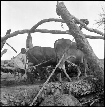 Ox-drawn water wheel