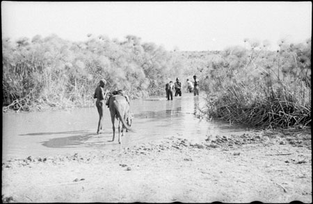 Nuer porters at stream