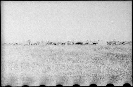 Nuer cattle camp