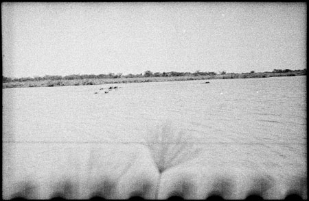 Nuerland Lagoon with hippo